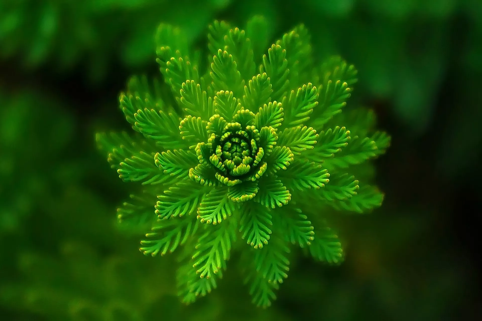 Een groene varen